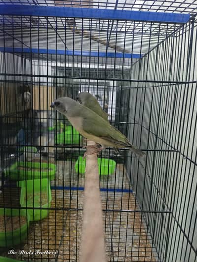 lady gouldian finch chicks available green split blue and visual blue