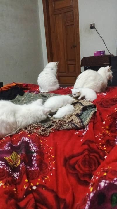 1 months to 5 months