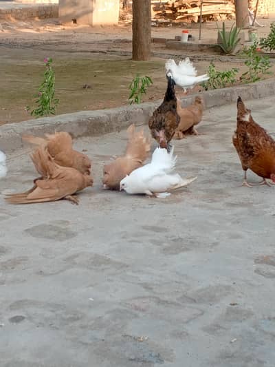 ییلو امریکن جوڑا