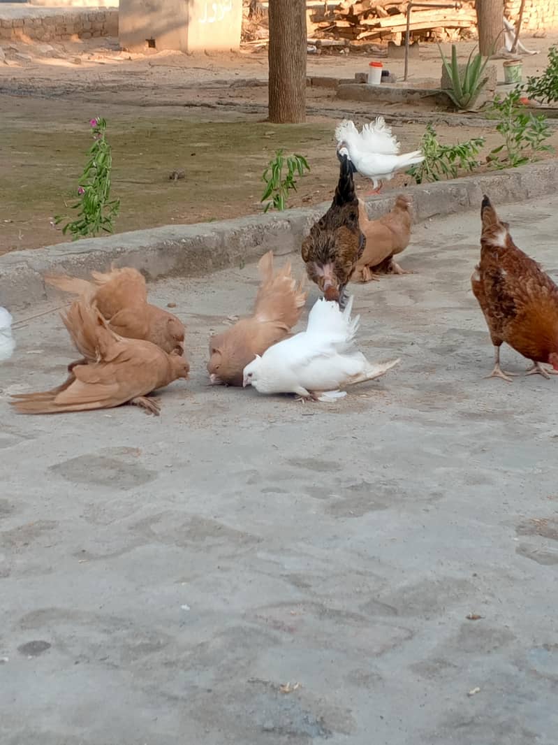 ییلو امریکن جوڑا 0