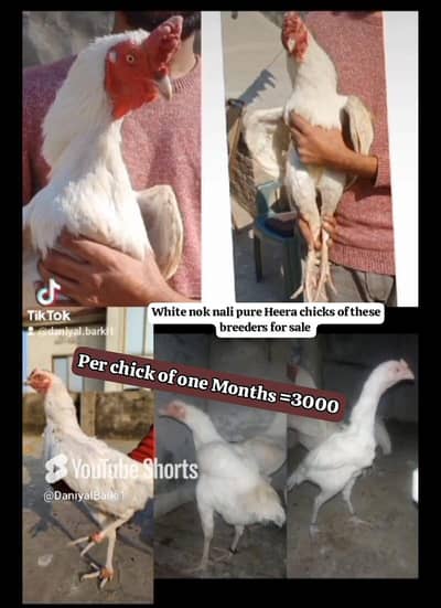 prices mentioned in images