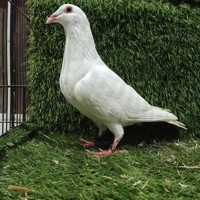 white kasad Breder Male For Sale