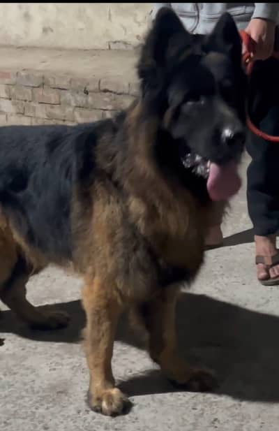 German shepherd long coat male pink pridgree male