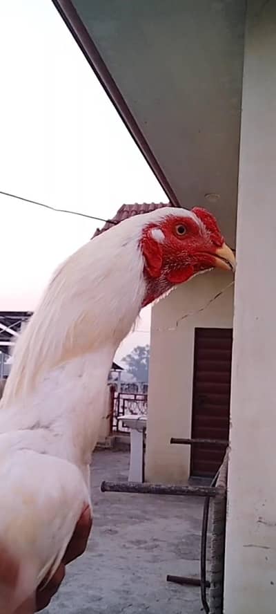 Quality Aseel birds available  Munasib price mein