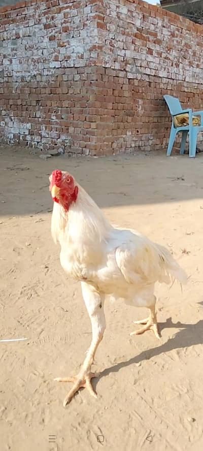 Quality Aseel birds available  Munasib price mein