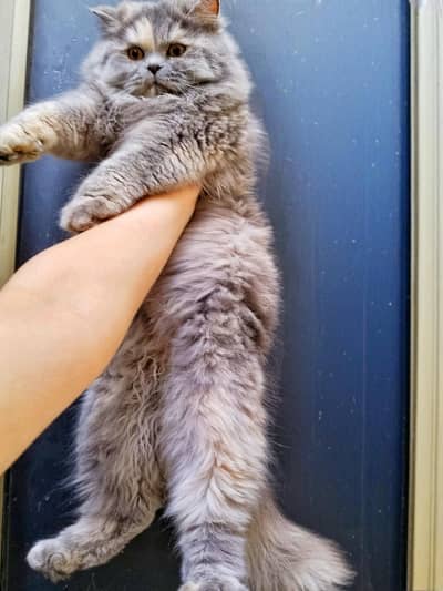 Grey Female Triple coated Cat