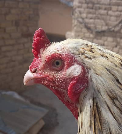 aseel cheena and chicks for sale