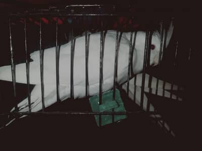 albino adult cocktail pair