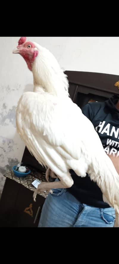 Mian wali Heera aseel and mushkil Madi healthy active