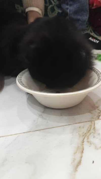 pershion bkck cat beutiful and neat clean