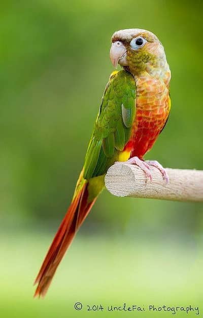 lovebird / budgies / cocktail / etc