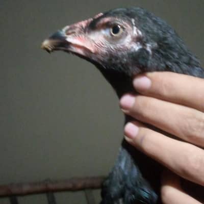 lakhi 4000 black Thai Pathi 3000  035560550 Watsapp