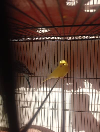 undersize, redeye, rainbow budgies