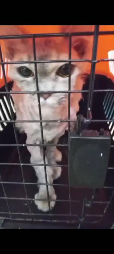 persian cat its was gift from friends