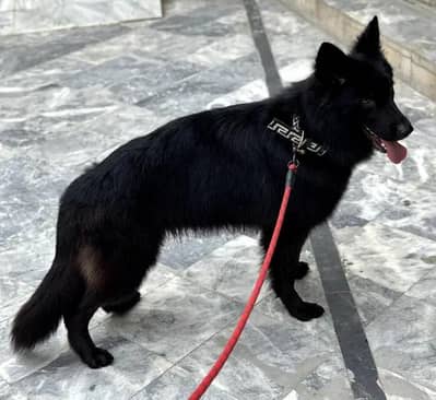 German shepherd dog female pink pedigree microchip