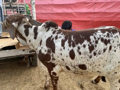 Chitkabra nasle bachra for sale