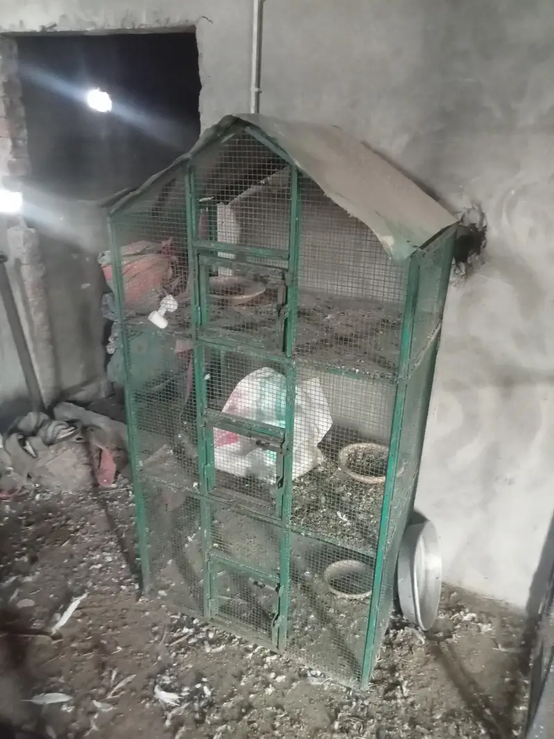 new moti jali Ka pinjra 3 kahanao wala — photo 2