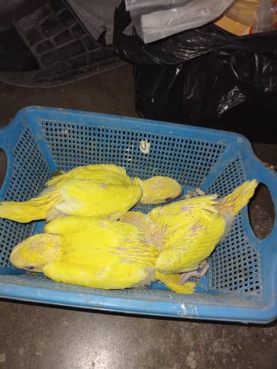 yellow RINGNECK chicks
