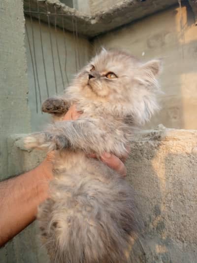 Pure Persian Semi Punch Face Kitten/Cat