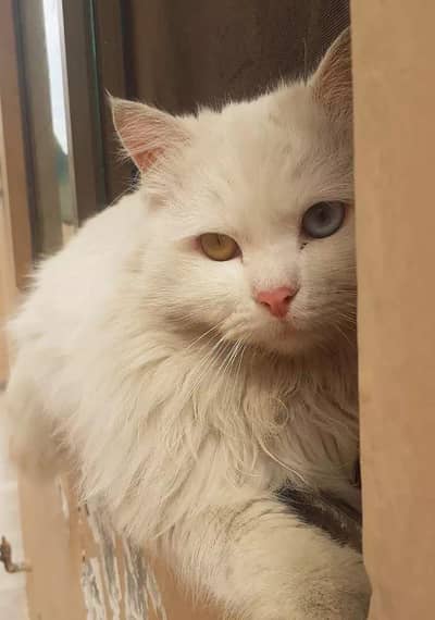 Male Persian Cat For Breeding