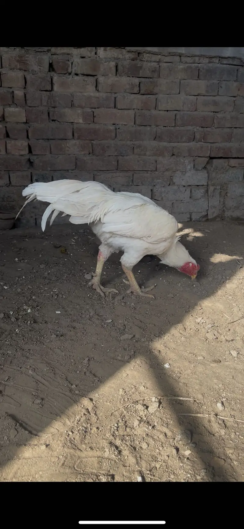 Top quality Pure Aseel heera breed — photo 4