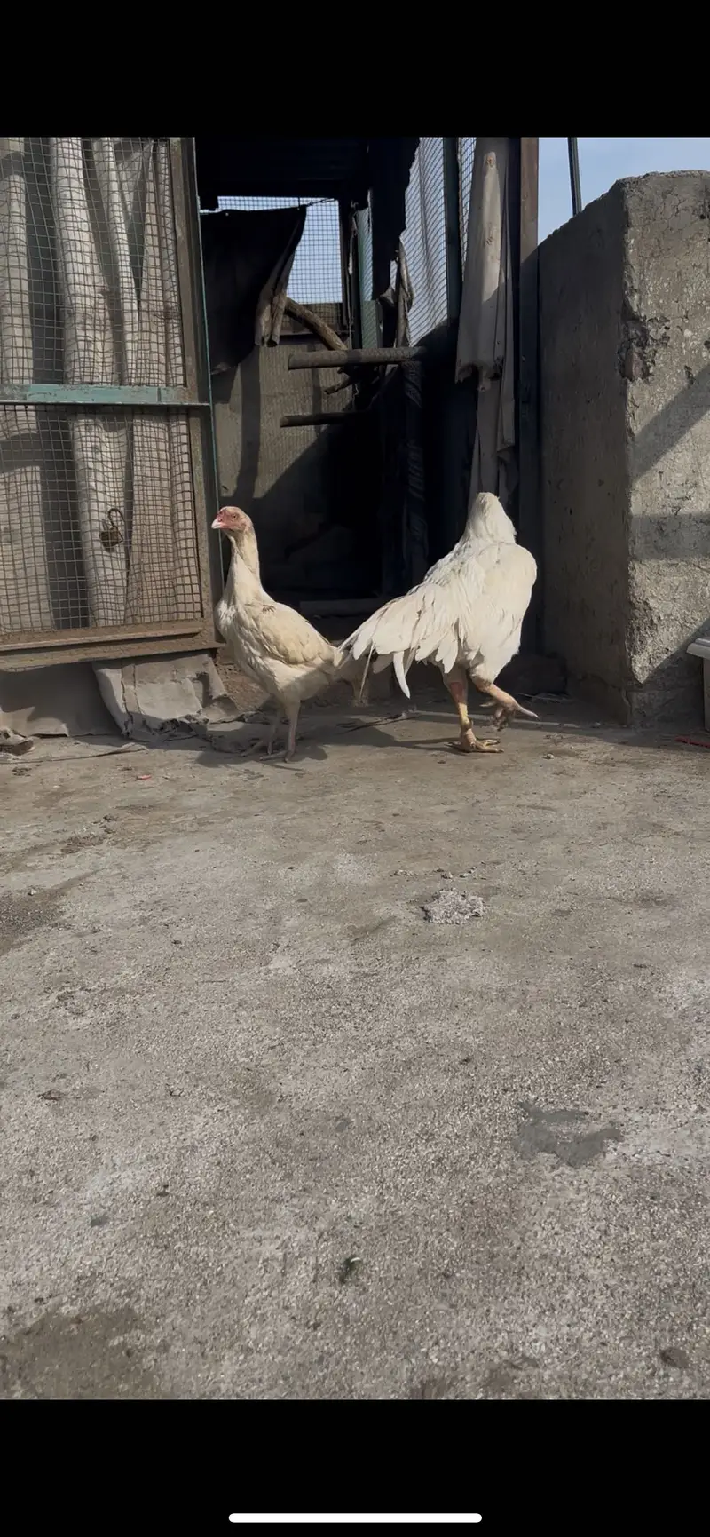 Top quality Pure Aseel heera breed — photo 6