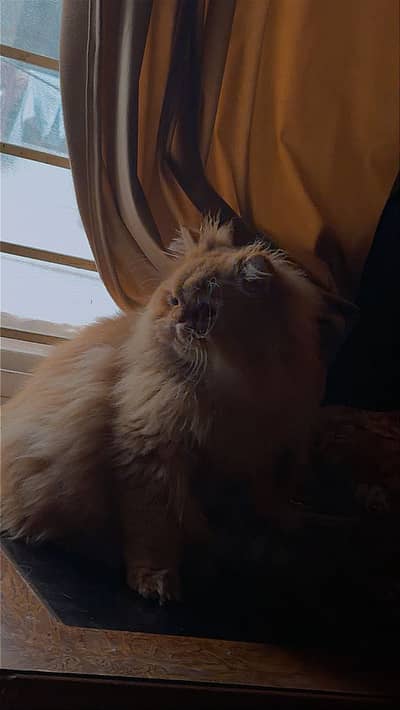 Male cat available for mating and sale Healthy and active.