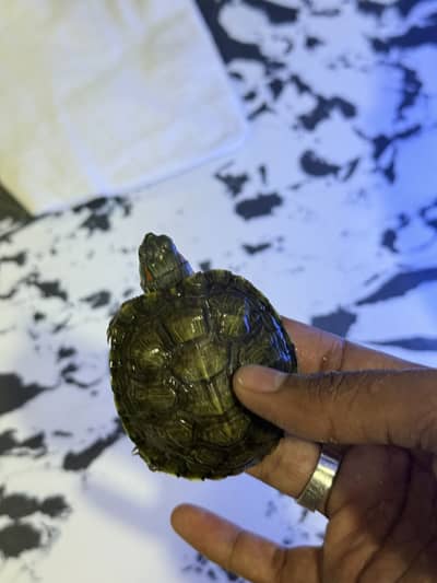 Red Eared Slider Turtle