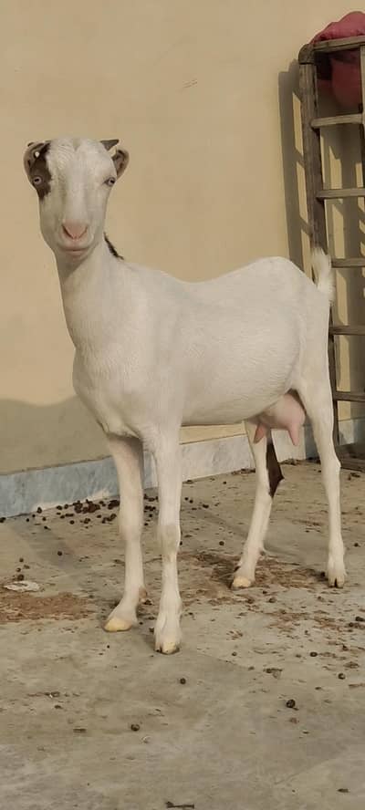 lal Ablak white eyes path