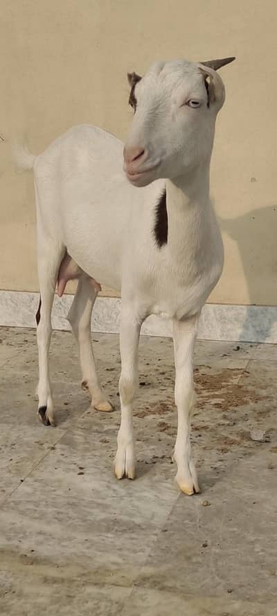 lal Ablak white eyes path