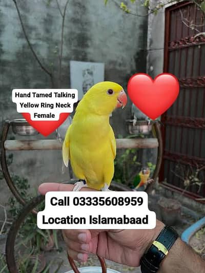 Hand Tamed Talking Friendly Yellow Ring Neck Female Parrot Jumbo Size