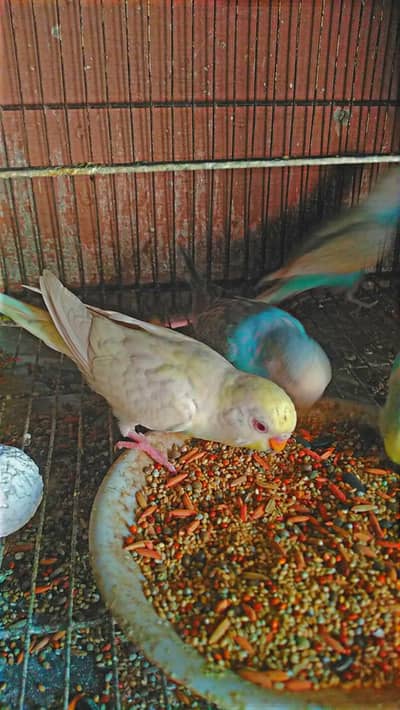 yellow red eyes and rainbow color breader pair