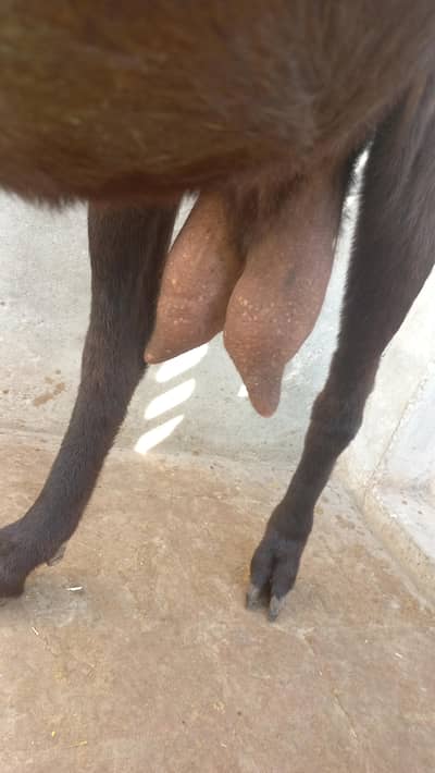 2 nagri bakriyan  ghaban .  03009471594. whatsap msg