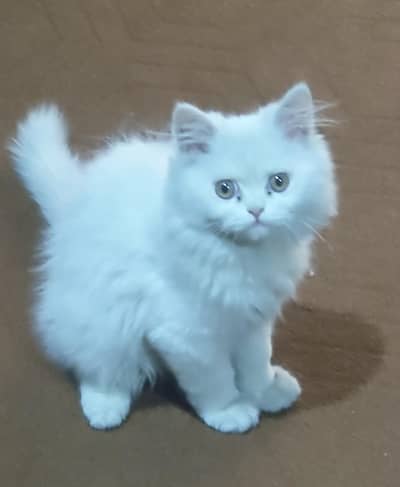 Persian Cat