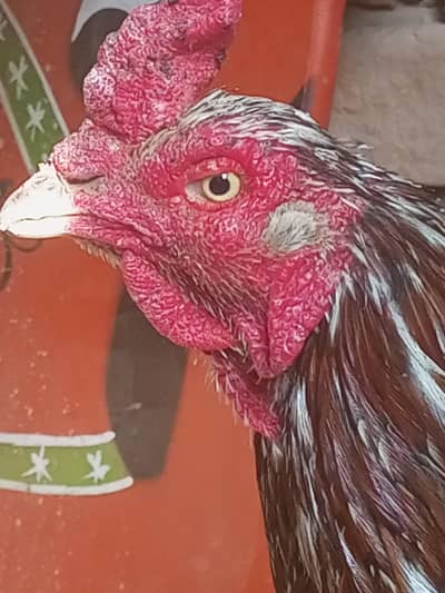 high quality cheena  for sale in Rahim yar Khan