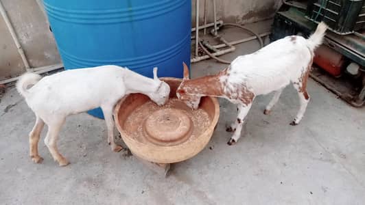 Teddy albinos eyes pair