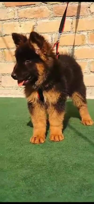 German shepherd puppy for sale 0309=0097784