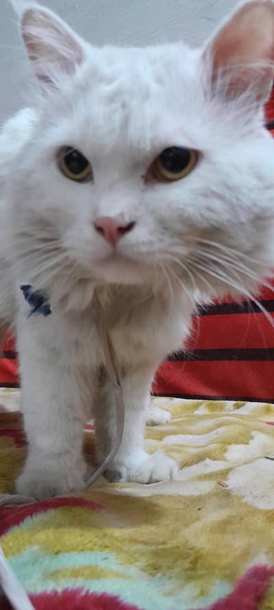 cat for sale with Yellow eyes