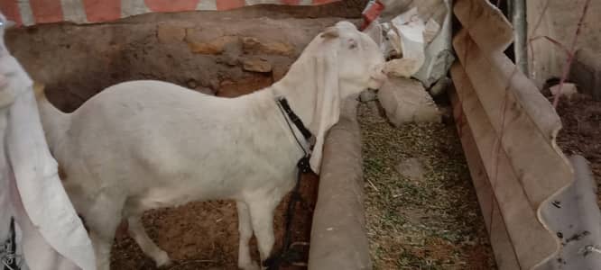 Original Gulabi Female Goats 03173147479