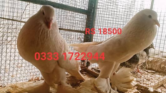 breeders pair jumbo size