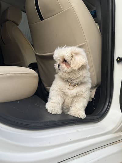 Shihtzu puppy (Male).