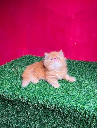 Extra ordinary pure Persian Triple coated punch face kittens for sale