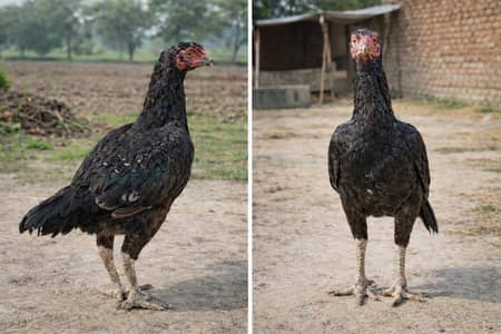 Aseel mushki for sale