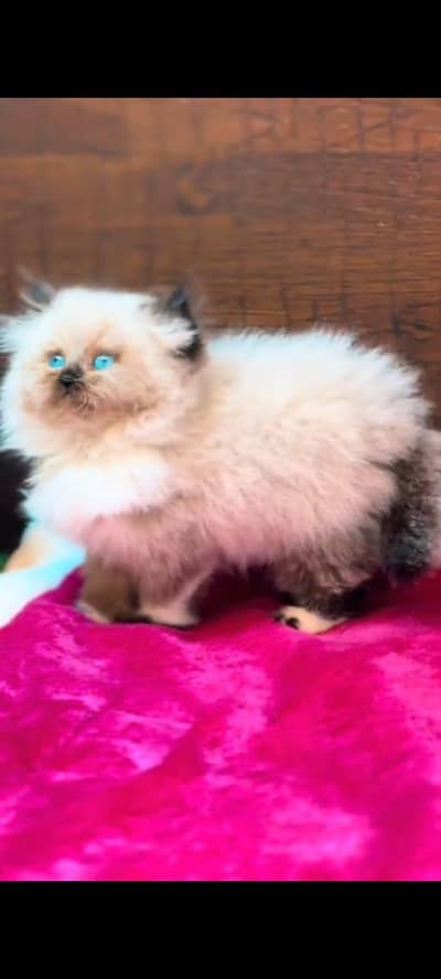 pure Persian cat vaccinated triple coted WhatsApp 03317823482