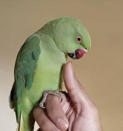 Handtame male ringneck