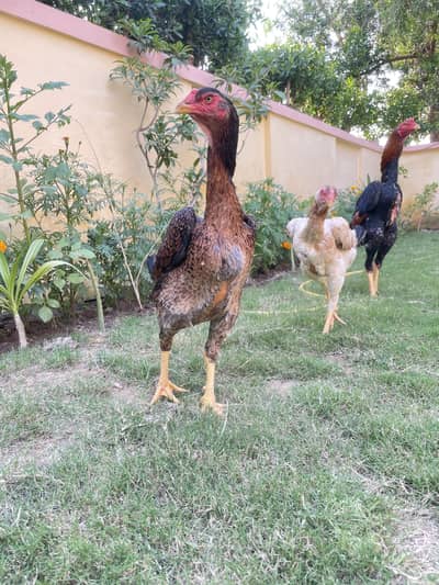 Original Shamo Aseel setup for Sale