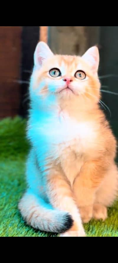 Persian kitten triple coted littler ternd vaccinated /0331/7823482/