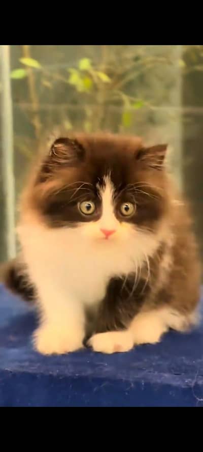 Persian kitten triple long coat and littler Trend/0331/7823482/