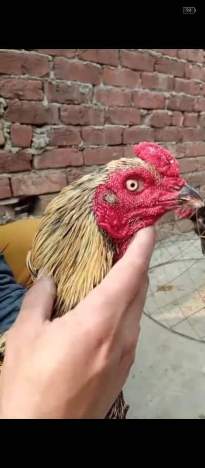 aseel morga for sale video what's app par mil jai gi