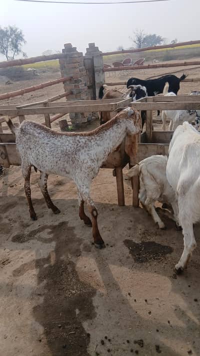 makhi chini goats for sale